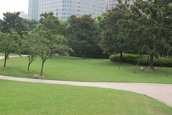 綠化養護如何成功移植植物？